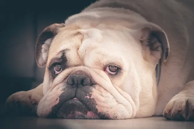 how to clean English bulldog tear stains