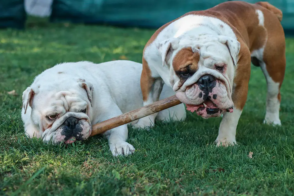 Best Chew Toys for English Bulldogs