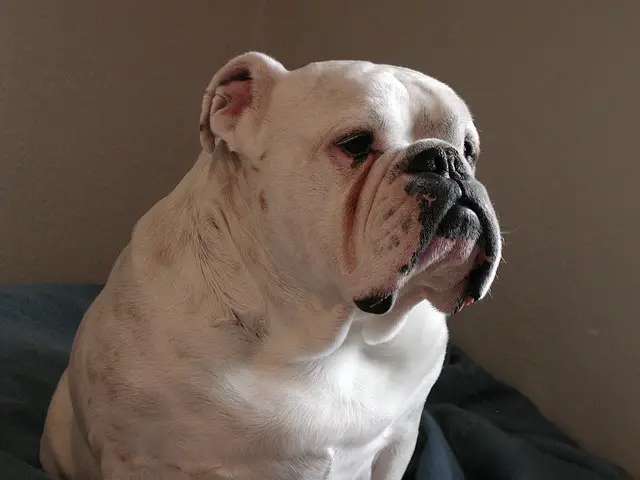 How to Clean English Bulldog Tear Stains Bully’s Guide