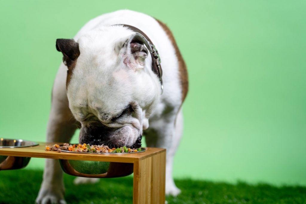 Best Dog Bowl for your English Bulldog My Top 5 Picks!