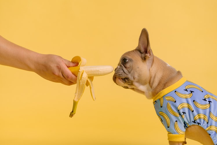 Best Treats for French Bulldogs
