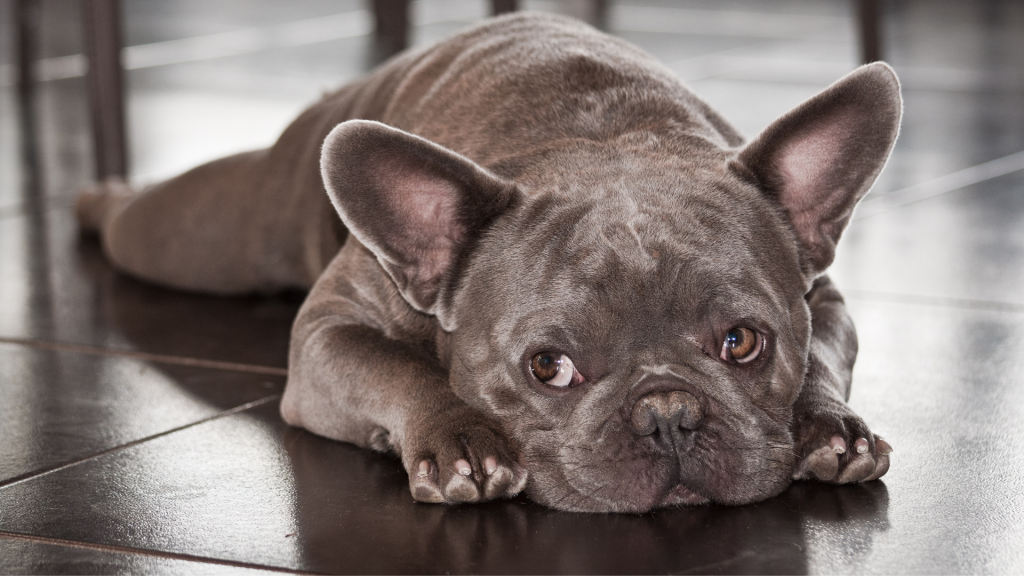 French Bulldog Back Problems The Ultimate Guide