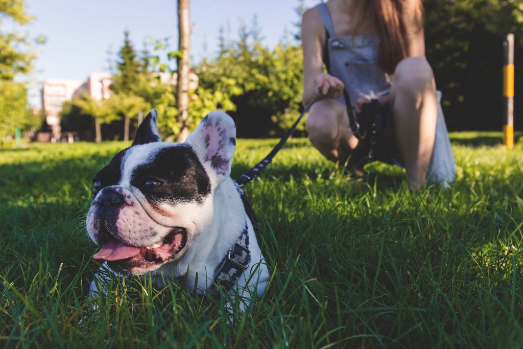 ARE FRENCH BULLDOGS EASY TO POTTY-TRAIN?