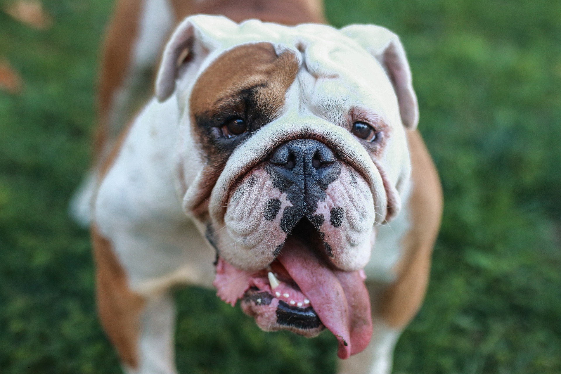 Skin Care for English Bulldogs the Proper and Thorough Way