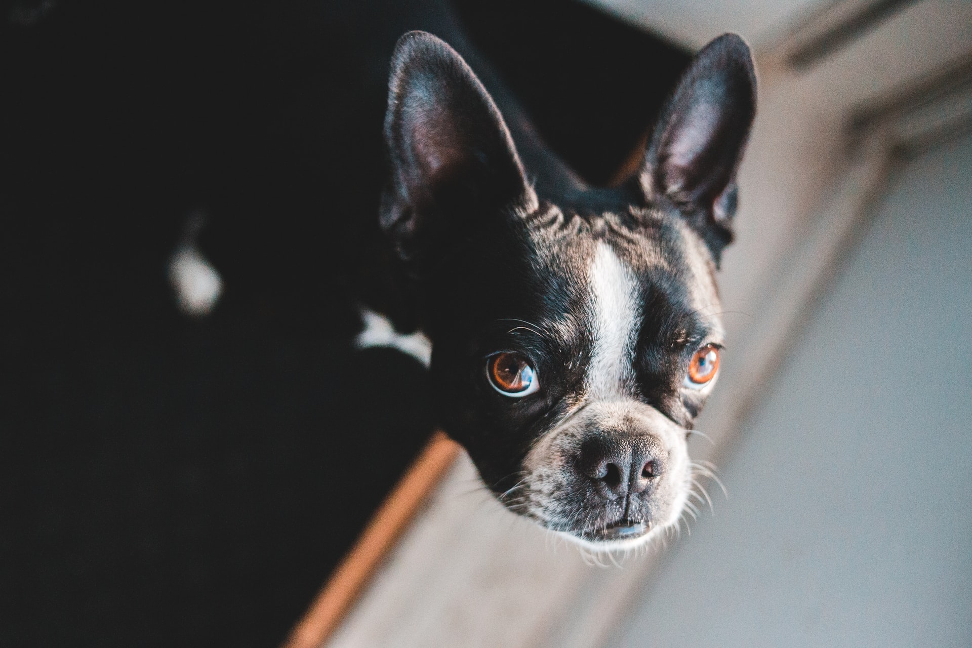 When To Neuter French Bulldog A Guide for Dog Owners