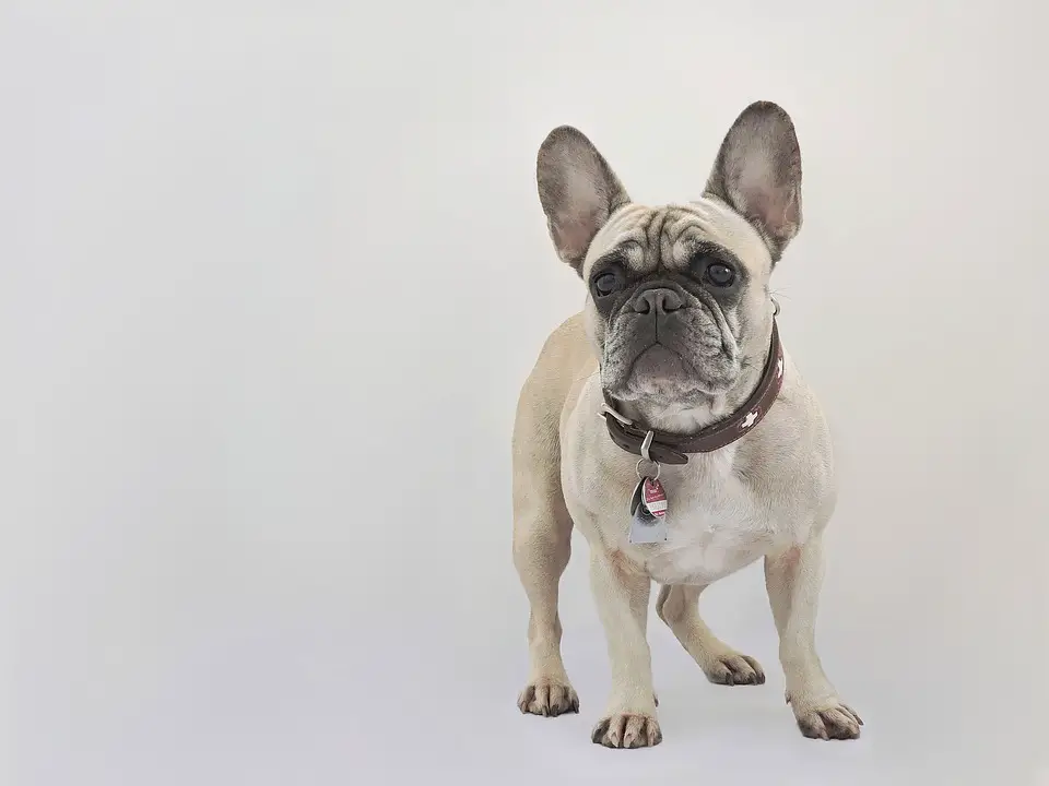 Best Collars for French Bulldogs
