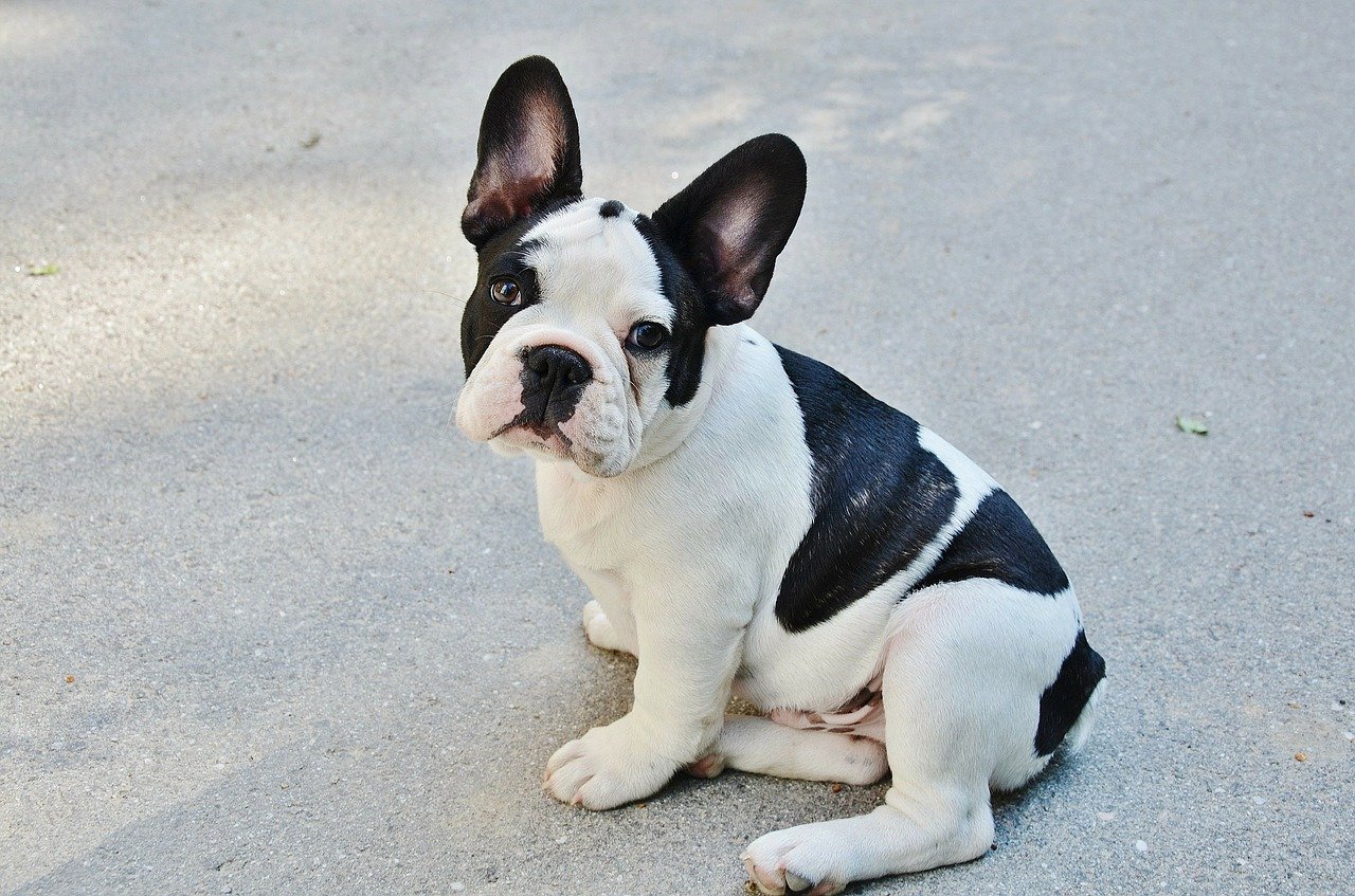 When To Neuter French Bulldog A Guide For Dog Owners
