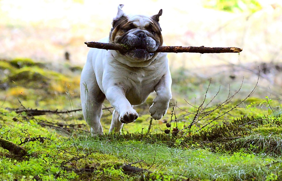 Best Joint Supplement for Bulldogs