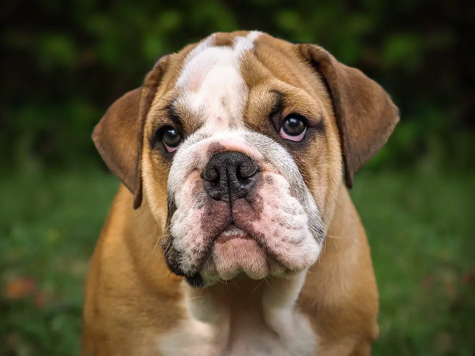Best Tear Stain Remover for Bulldogs