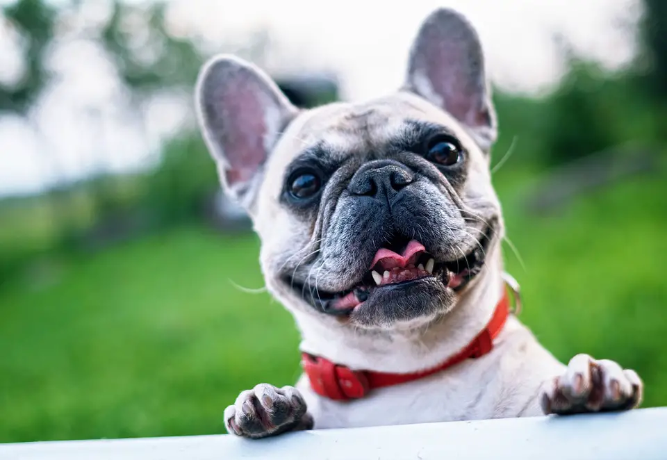 THE PROS OF NEUTERING YOUR FRENCH BULLDOG