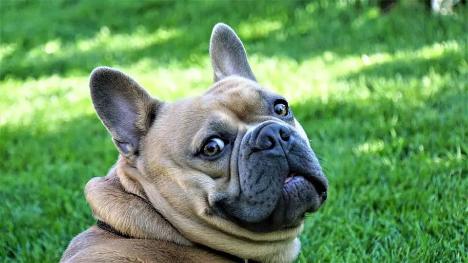 ARE BLUEBERRIES TOXIC TO FRENCH BULLDOGS?