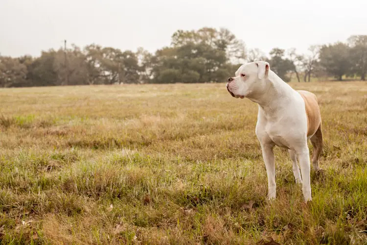 How Much Does an American Bulldog Cost