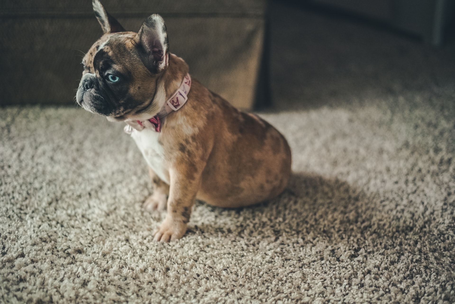 French Bulldog Limping Back Leg? Check for These Causes