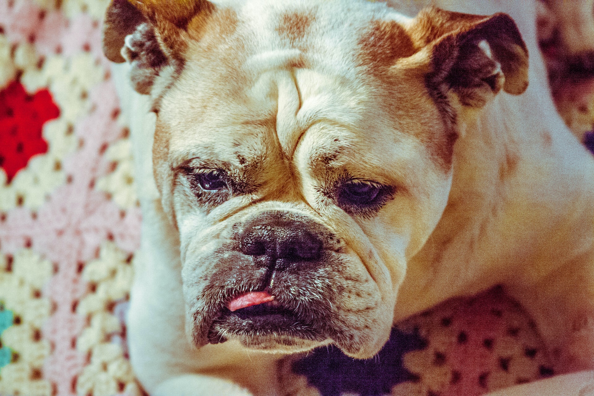 English Bulldog Nose Dry and Cracked? Here’s What To Do!