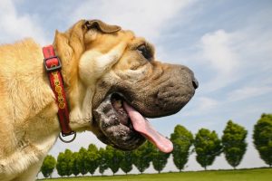 Why Does My Dog Drool At The Dog Park? (Answered)