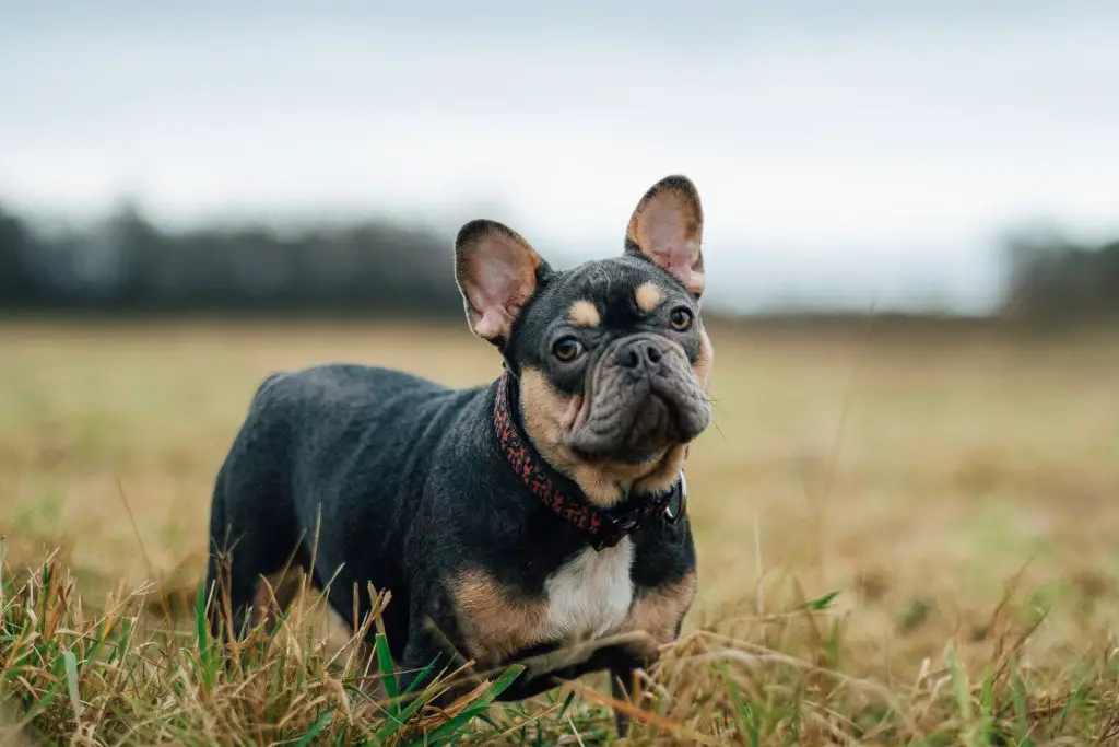 10 Legit Breeders For French Bulldogs for Sale in Washington