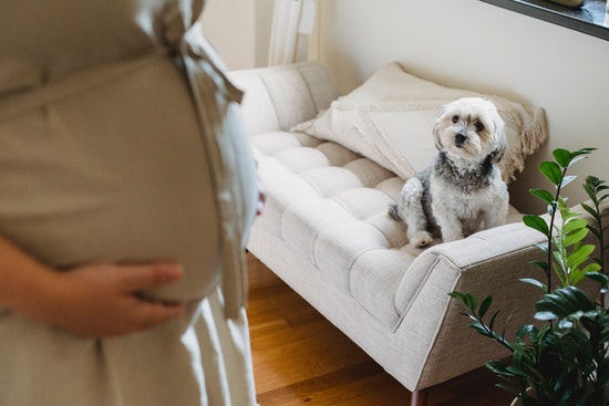 What Do Dogs Do When You’re Pregnant