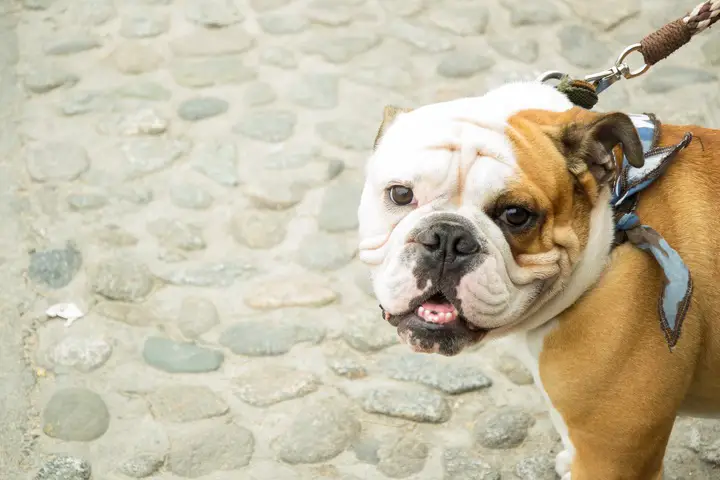best pet insurance for English Bulldog