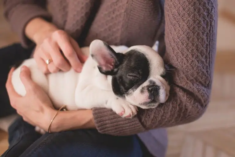 How To Train A Bulldog Puppy Not To Bite? Easy Steps Here!