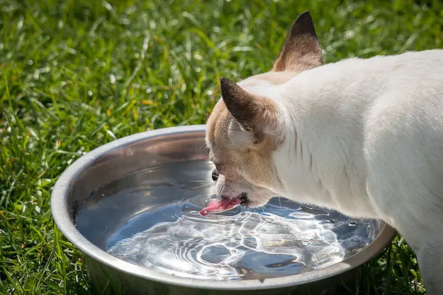 Why is your dog drinking water too fast