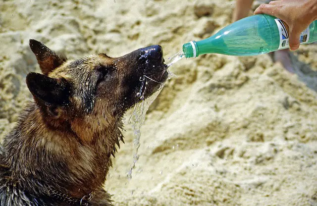 Effects for dogs drinking water too fast