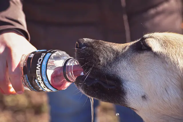 low down your dogs from drinking water