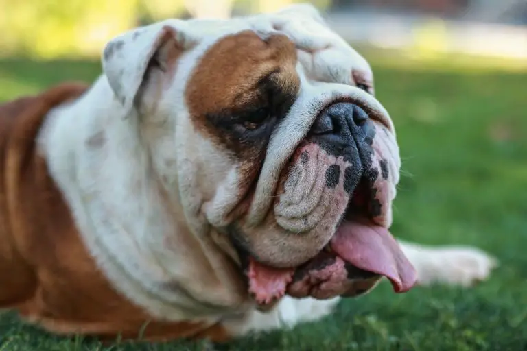 are English Bulldogs good with cats