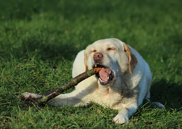 what happens when a dog eats wood
