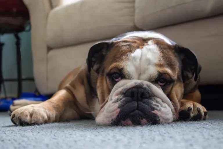 why do Bulldogs stink