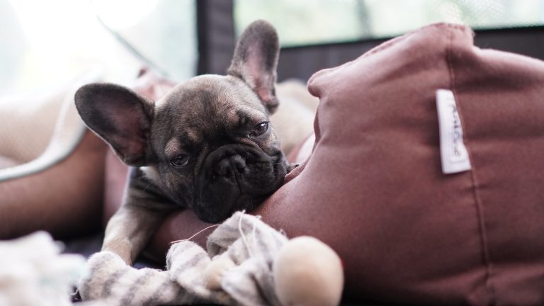 why do French Bulldogs snore