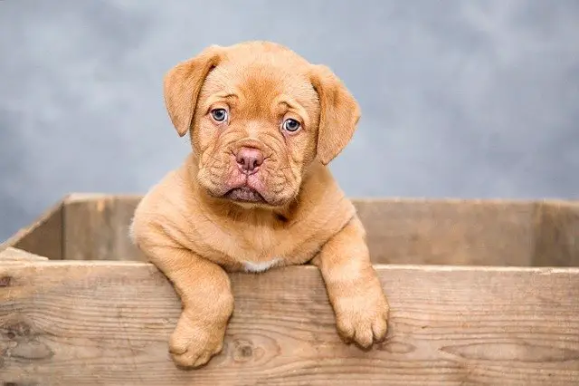 Puppy Blues – Reason And Contributing Factors