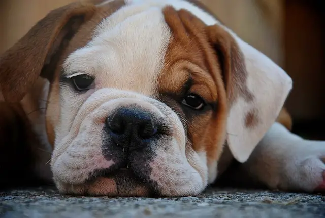 Should I Leave My Puppy To Cry At Night? Answered Bulldogpapa
