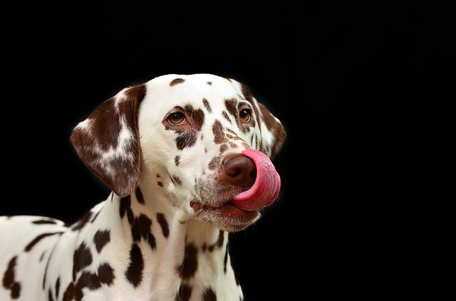 WHY DO DOGS LICK