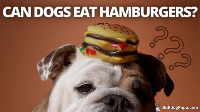 CAN DOGS EAT HAMBURGERS? - Bulldogpapa