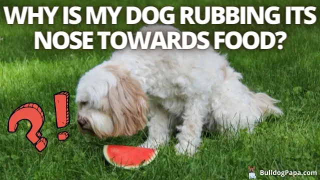 DOG RUBBING NOSE TOWARDS FOOD - Bulldogpapa