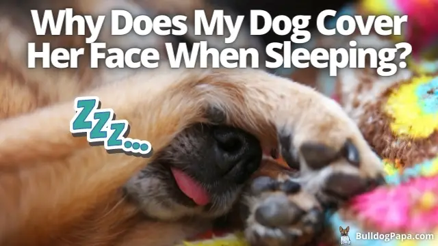 Why does my dog cover her face when sleeping? - Bulldogpapa