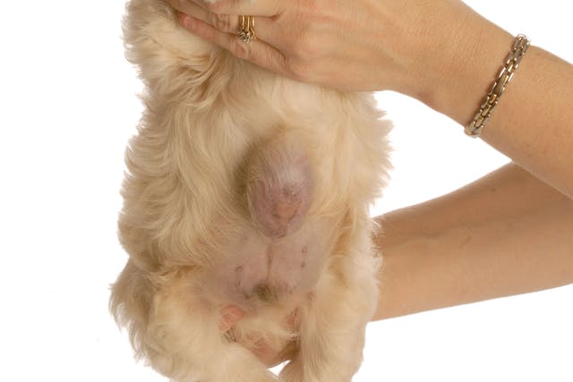 what is umbilical hernia in dogs