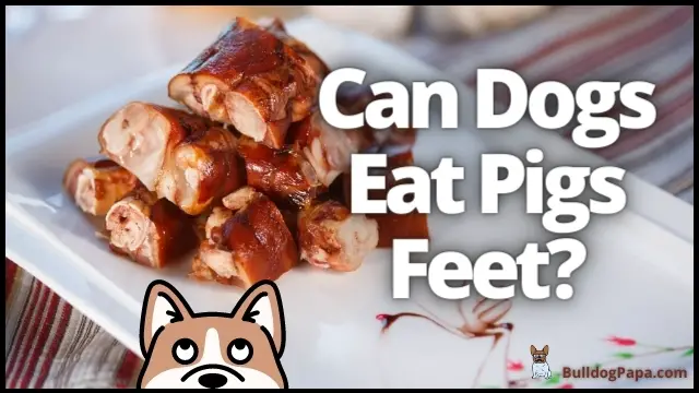 Can Dogs Eat Pigs Feet? - Bulldogpapa