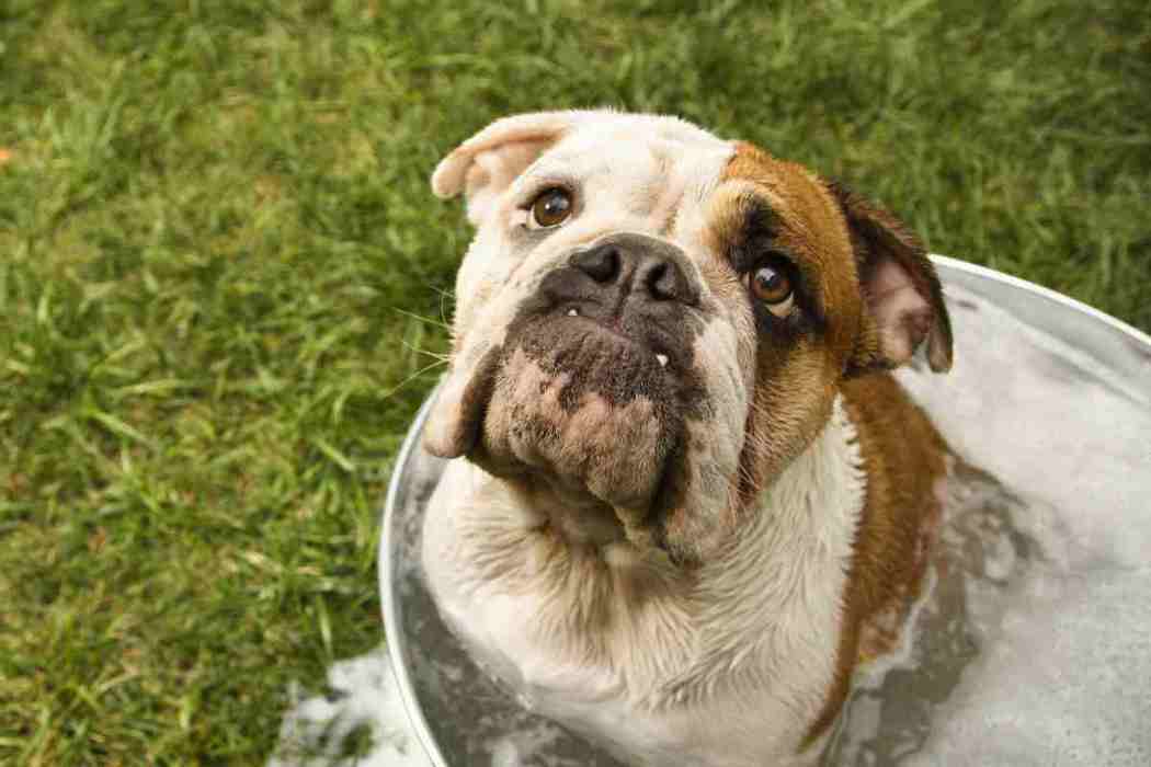 how to get rid of skunk smell on dog without peroxide