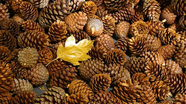 Why Is Your Dog Obsessed with Pine Cones? (eating,chewing ...
