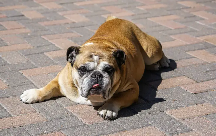 do English Bulldogs have health issues
