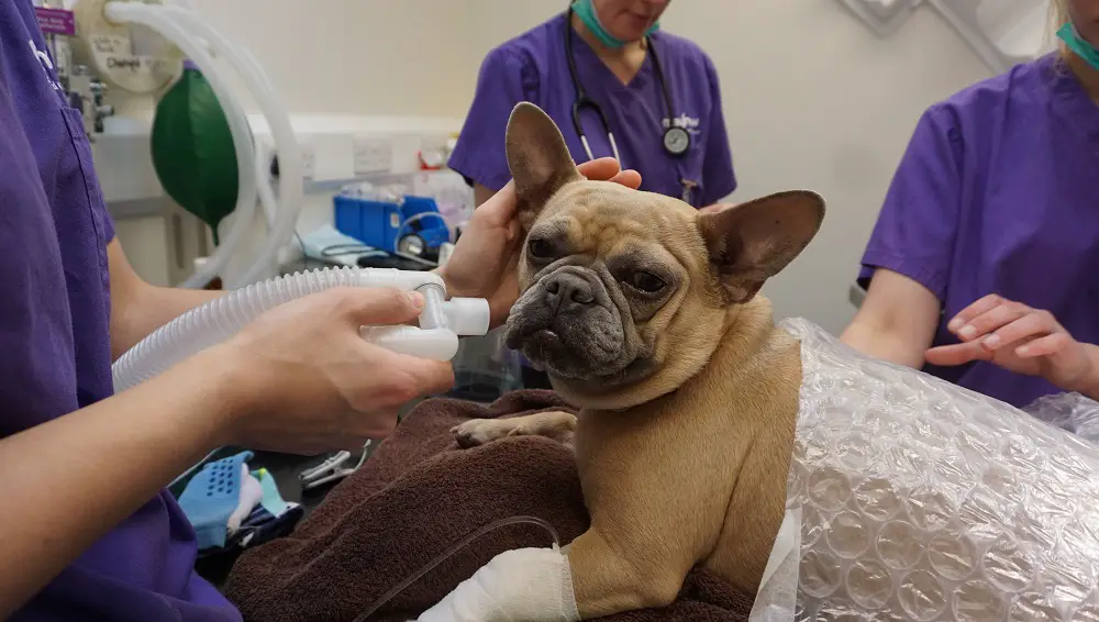 Frenchie in vet clinic