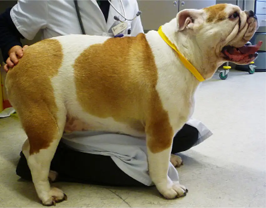 English Bulldogs Obesity problem