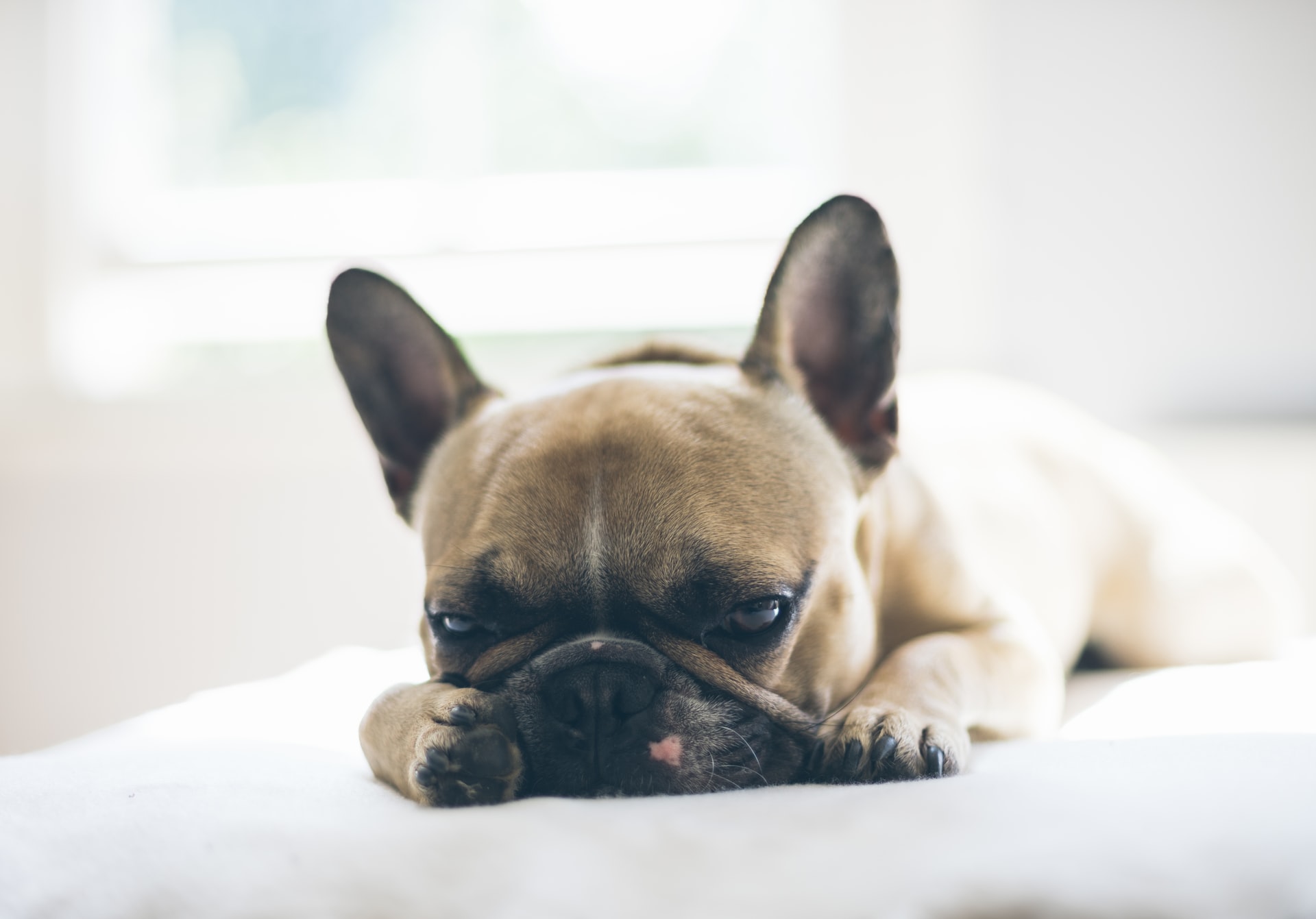 why do French Bulldogs cry so much