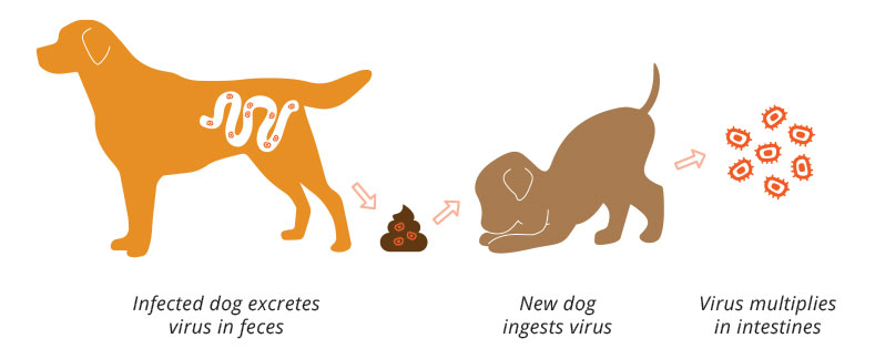How Parvovirus Spread