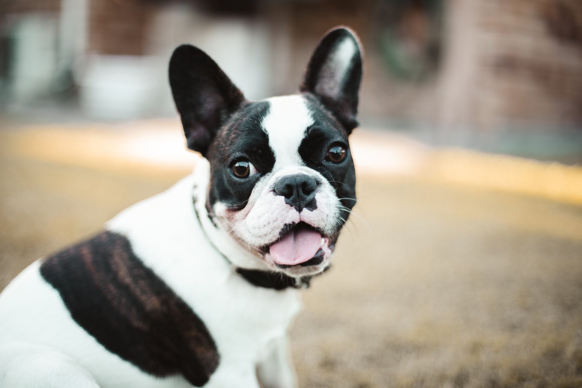 French Bulldog frequent urination