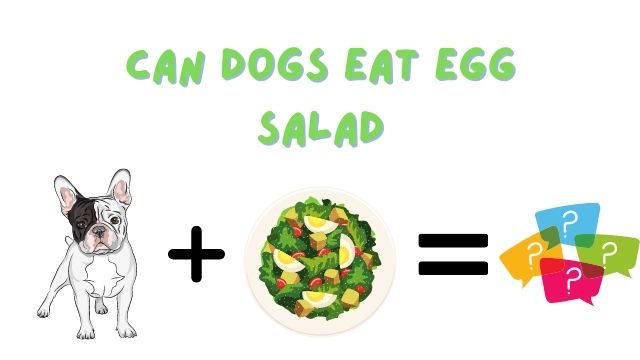 can dogs eat egg salad