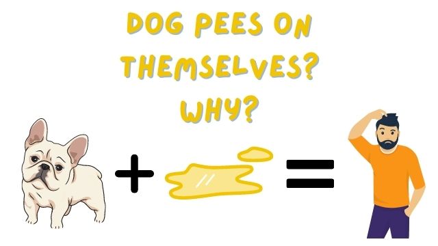 dog pees on himself