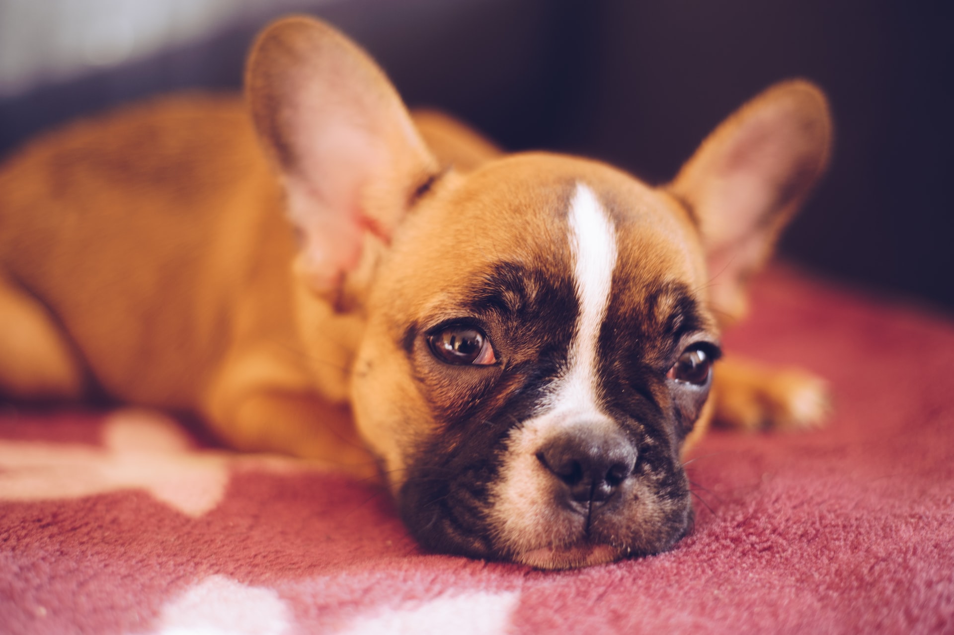 how to get rid of ear mites in dogs at home