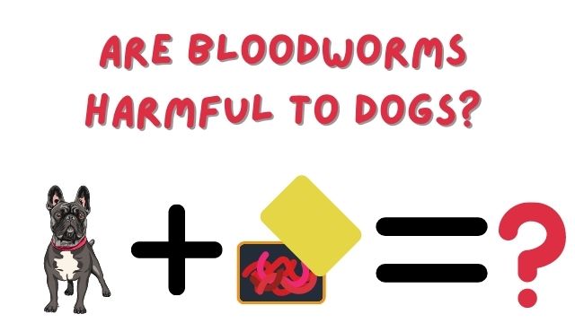 Are Bloodworms Harmful To Dogs? - Bulldogpapa